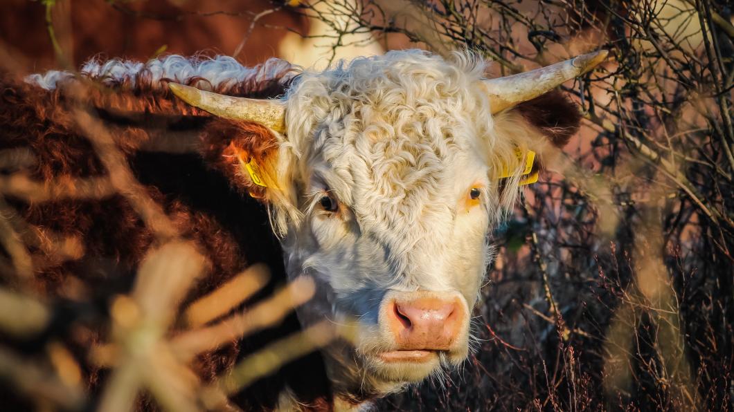 Rund kijkt in de camera op de Boschplaat op Terschelling