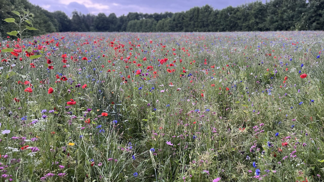 bloemenveld
