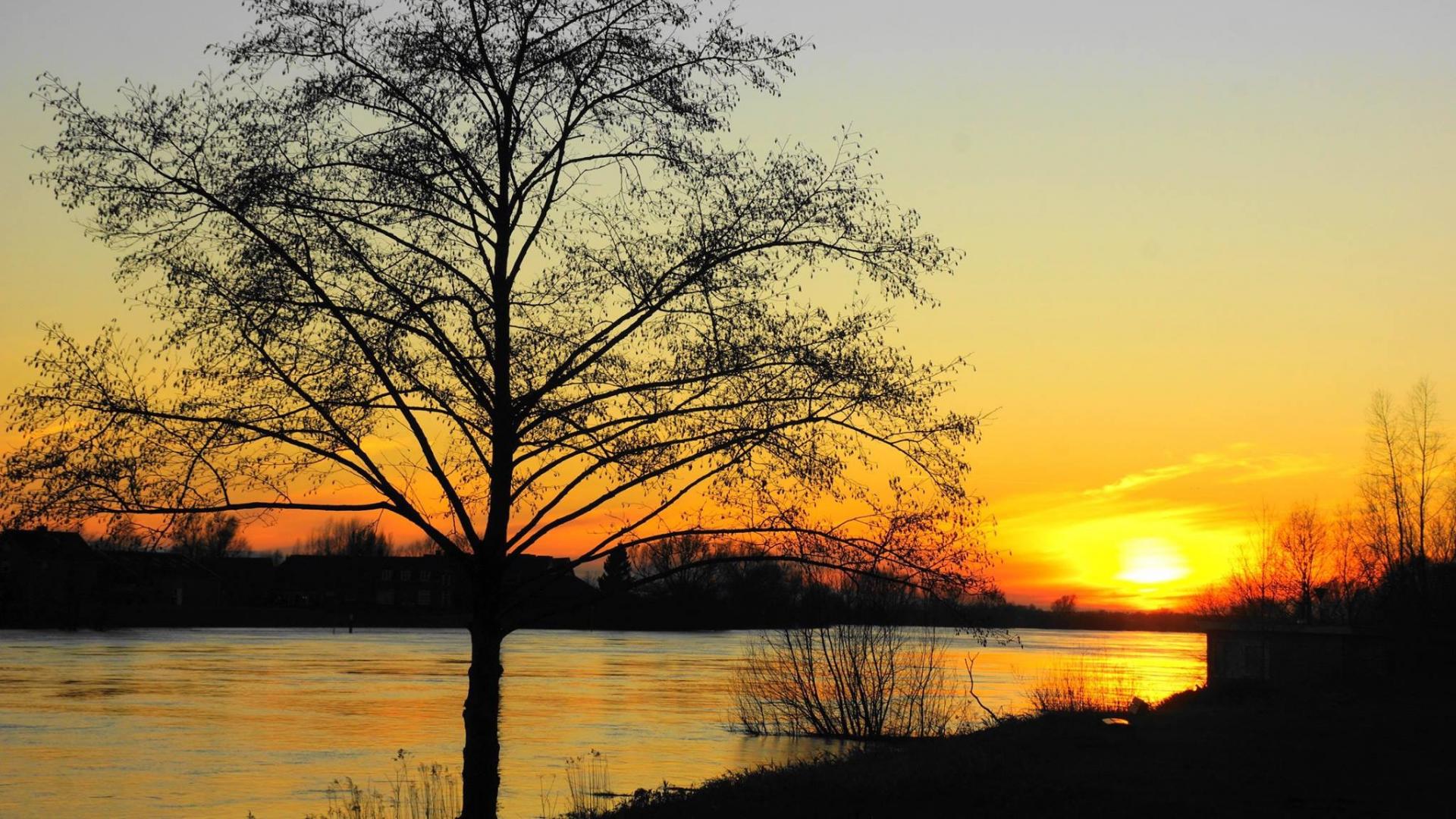 De zon gaat onder boven de rijn, links in beeld een boom zonder bladeren.