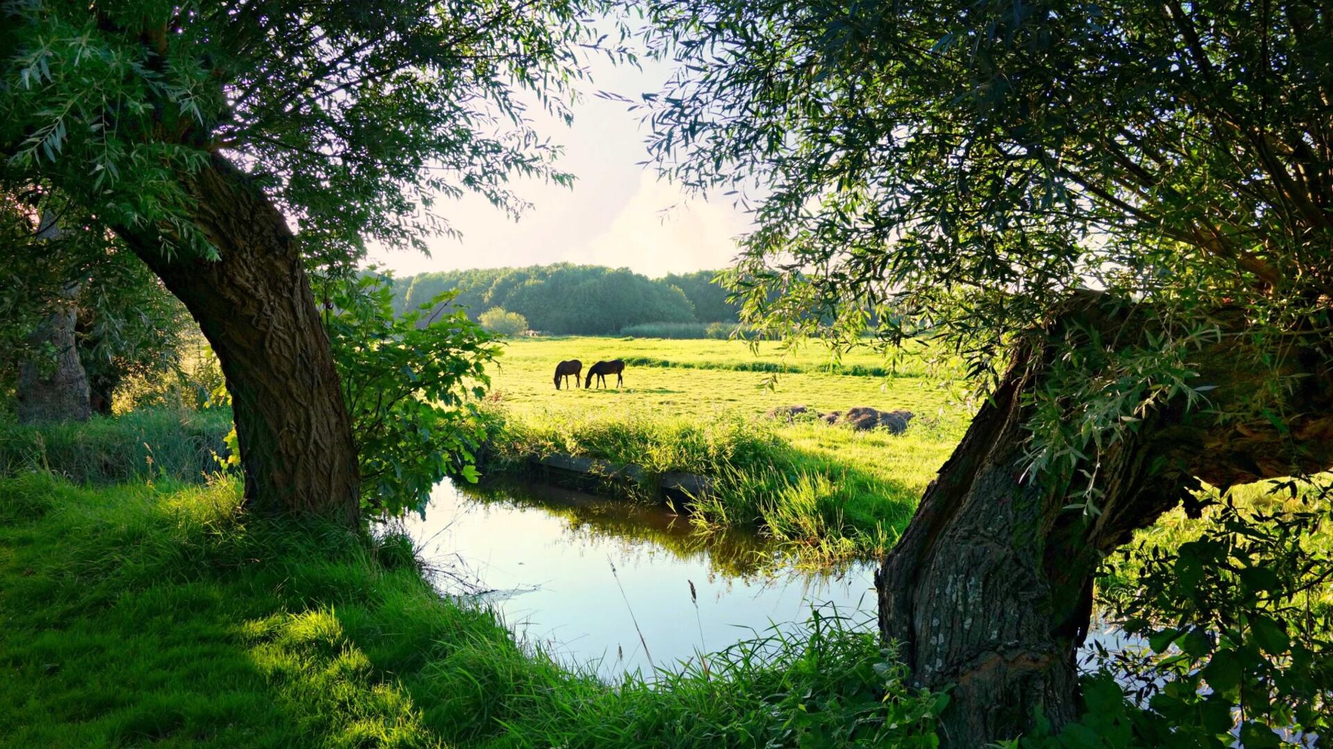 Landbouw paarden groenlinks