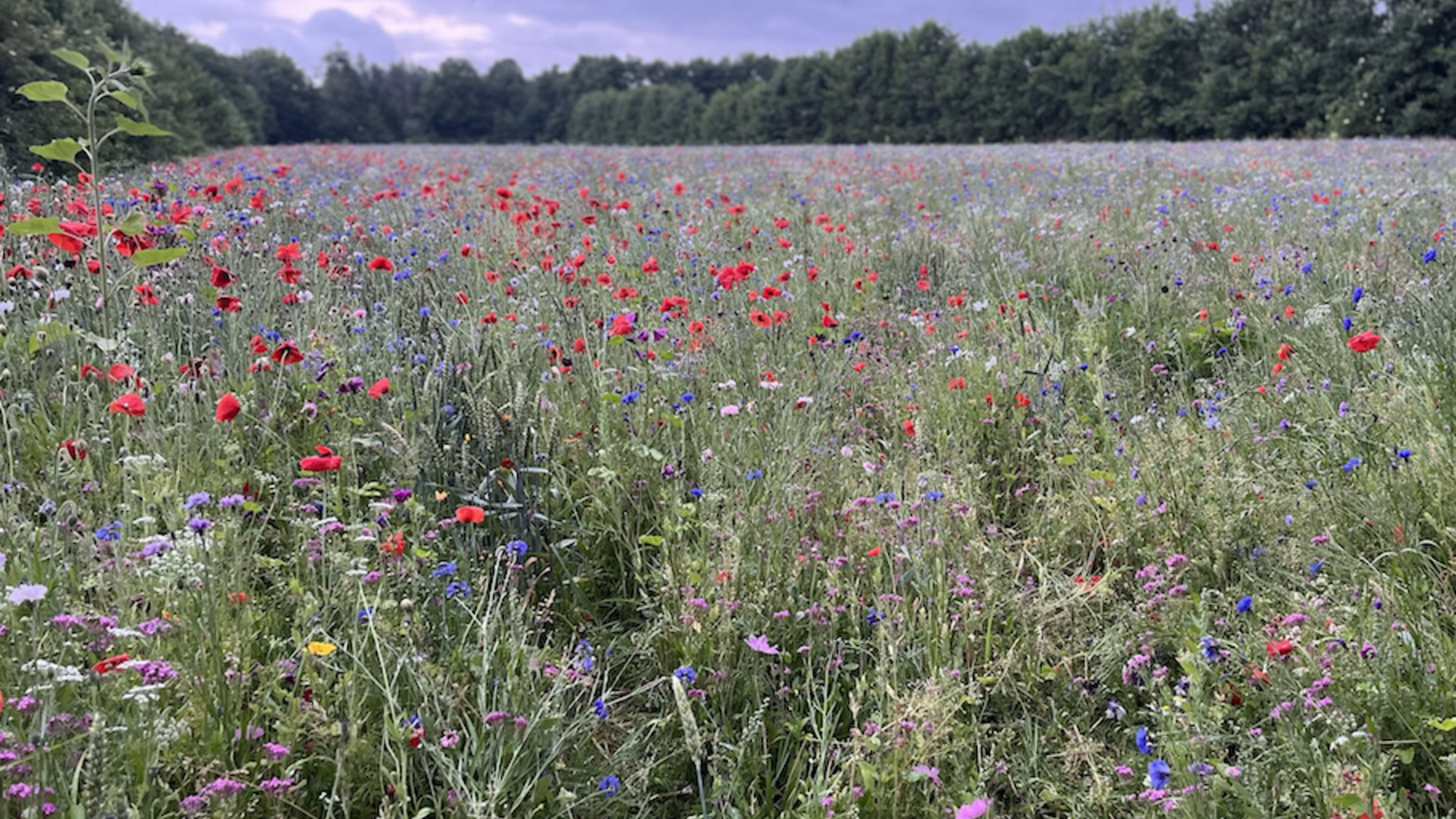 bloemenveld